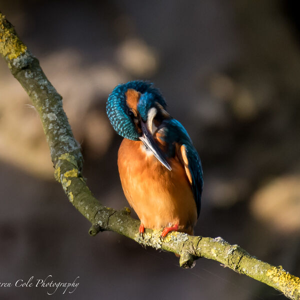 Kingfisher - Time for a preen in the sun