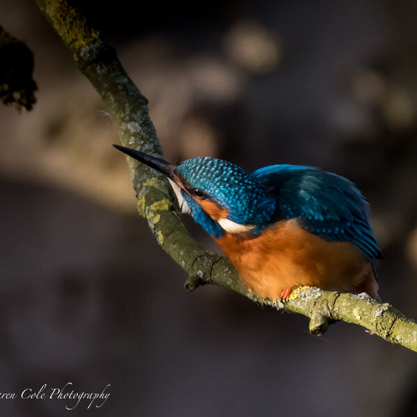 Kingfisher