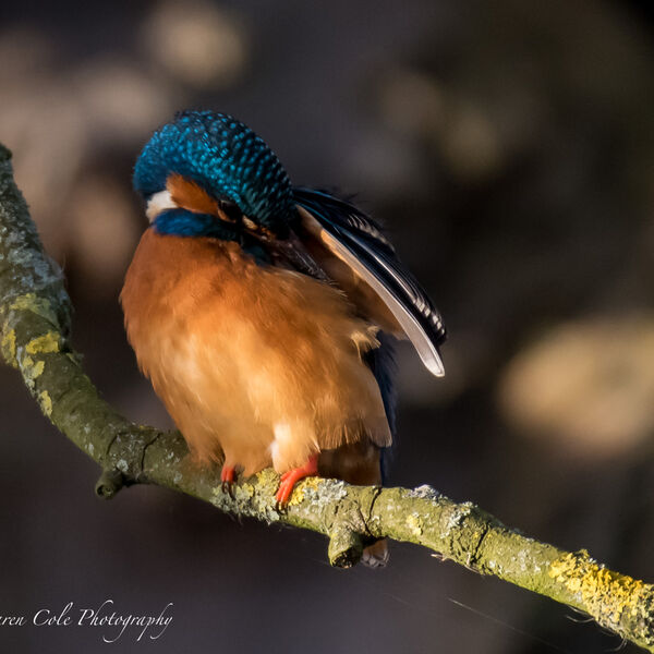 Kingfisher