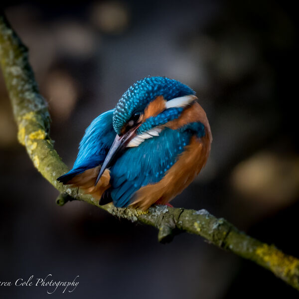 Kingfisher - You can never do too much preening!