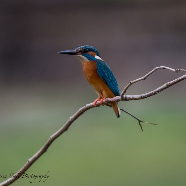 Kingfisher - I look a bit slimmer if I stand up straight