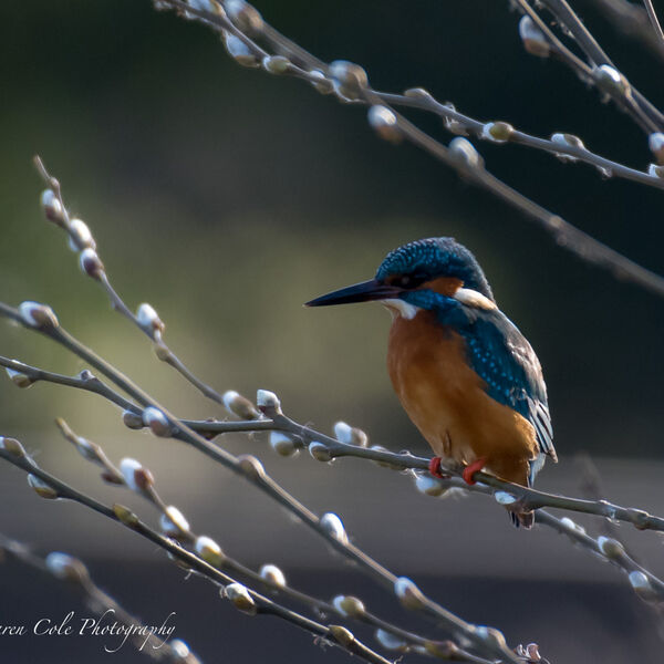 Kingfisher - On the willow