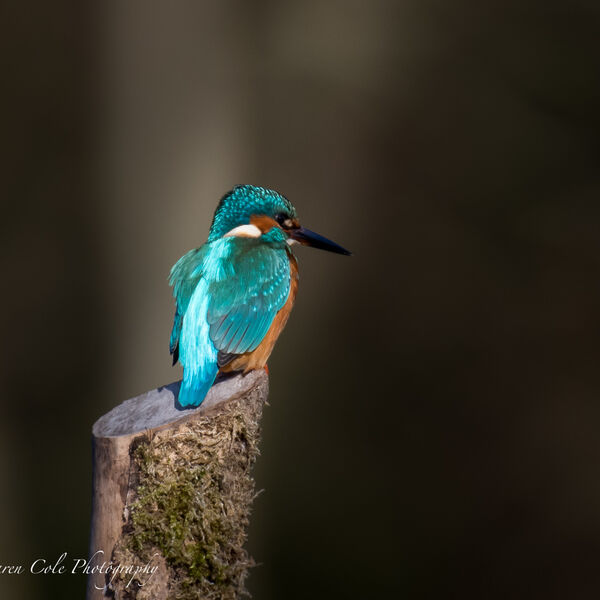 Kingfisher - Turquiose is my fave!