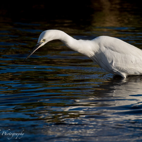 Fishing Egret - Evening Light