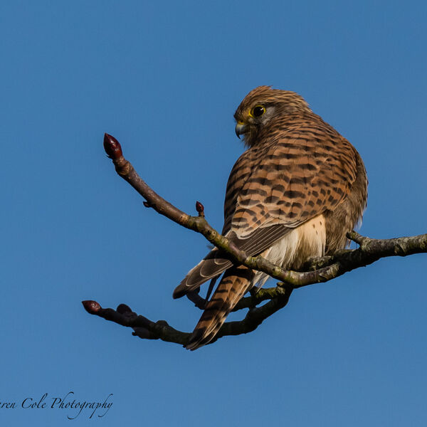 Kestrel
