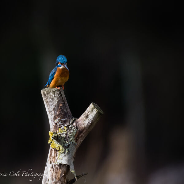 Kingfisher