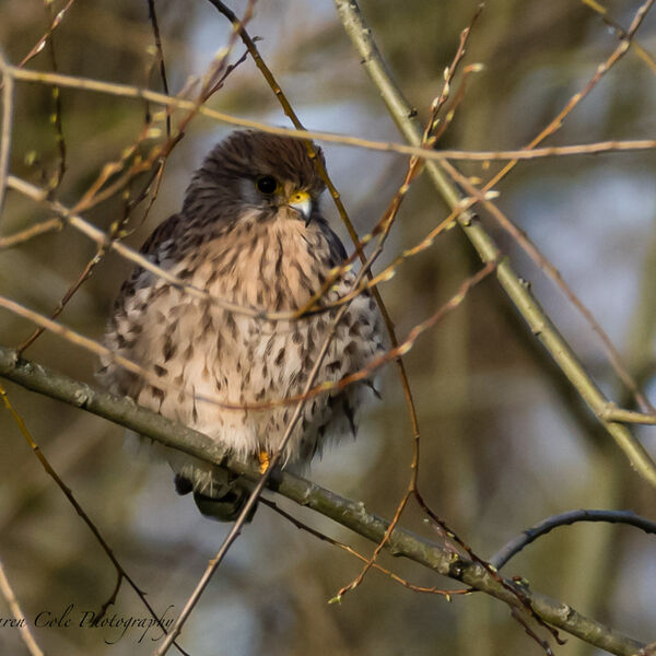 Kestrel in Tree