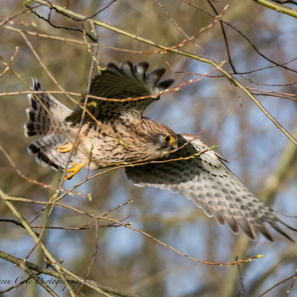 Kestrel take off