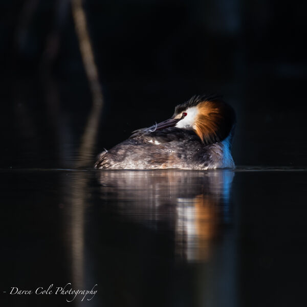 Great Crested Grebe in great light