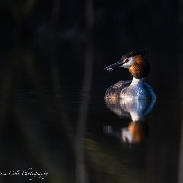 Great Crested Grebe in great light