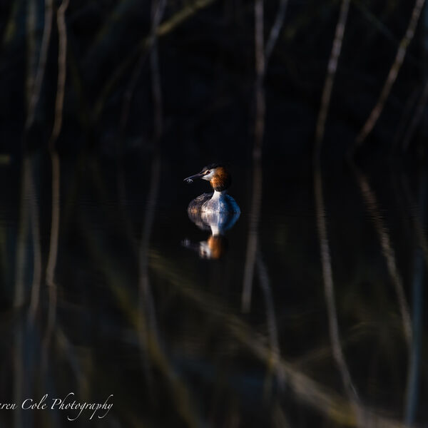 Great Crested Grebe in great light