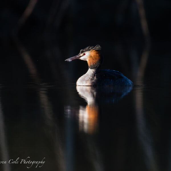 Great Crested Grebe in great light