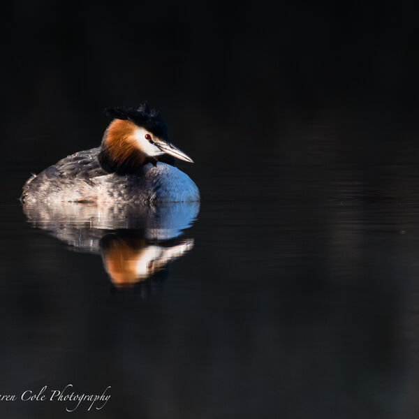 Great Crested Grebe in great light
