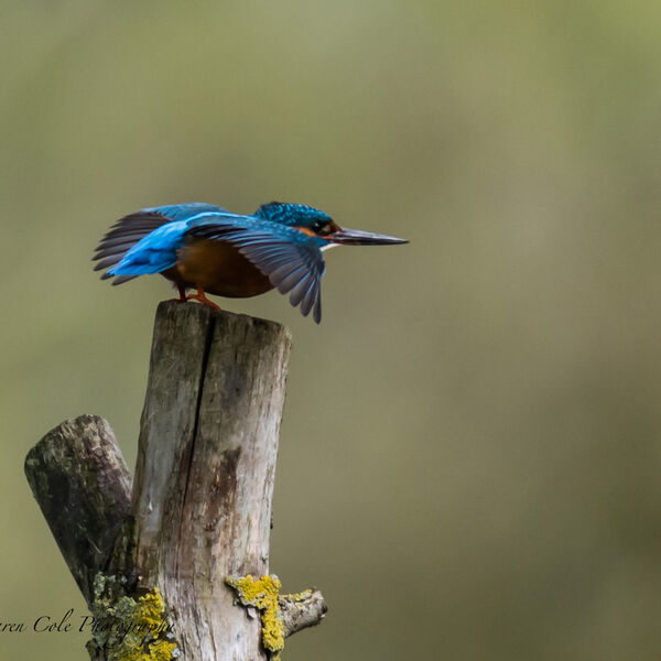 Kingfisher