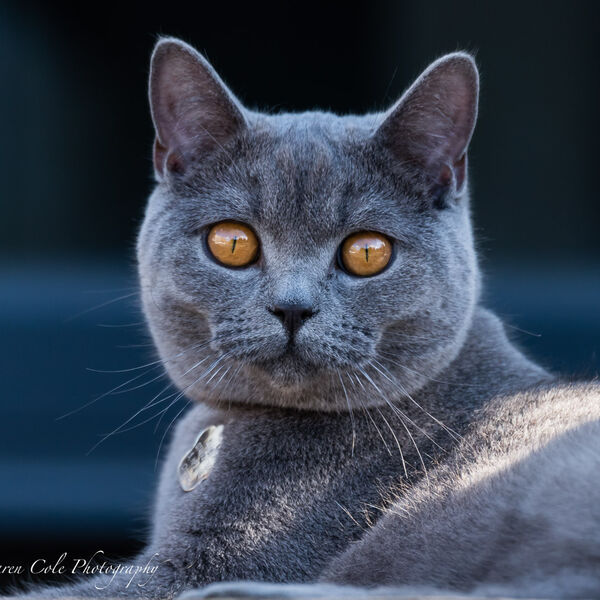 British Blue