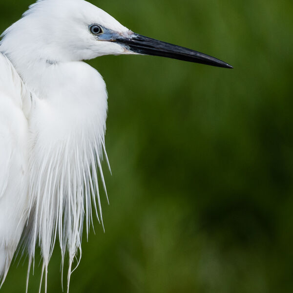 Egret