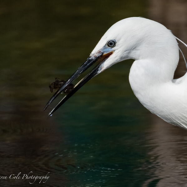 Egret with fish in beak