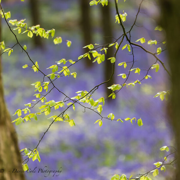 Beech Leaves and Bluebell Bokeh