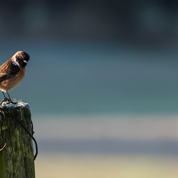 Stonechat