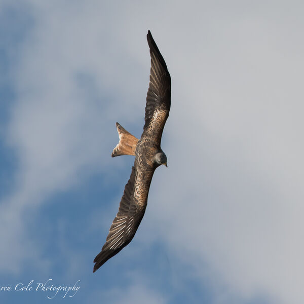 Red Kite Bird
