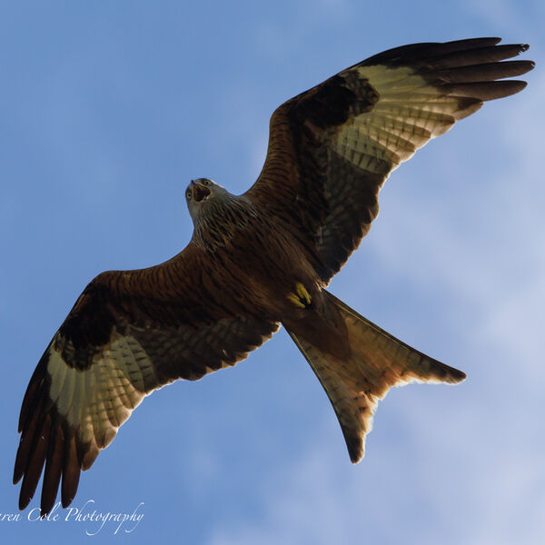 Red Kite Bird