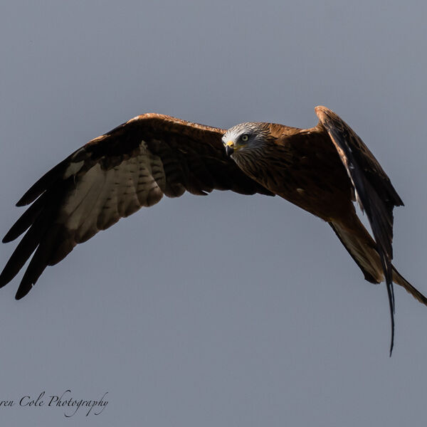 Red Kite Bird