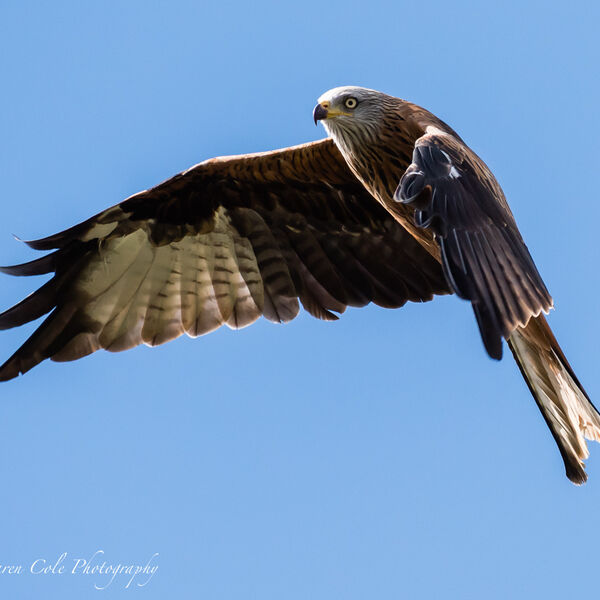 Red Kite Bird