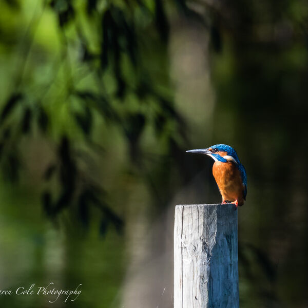 Kingfisher - I like this pose