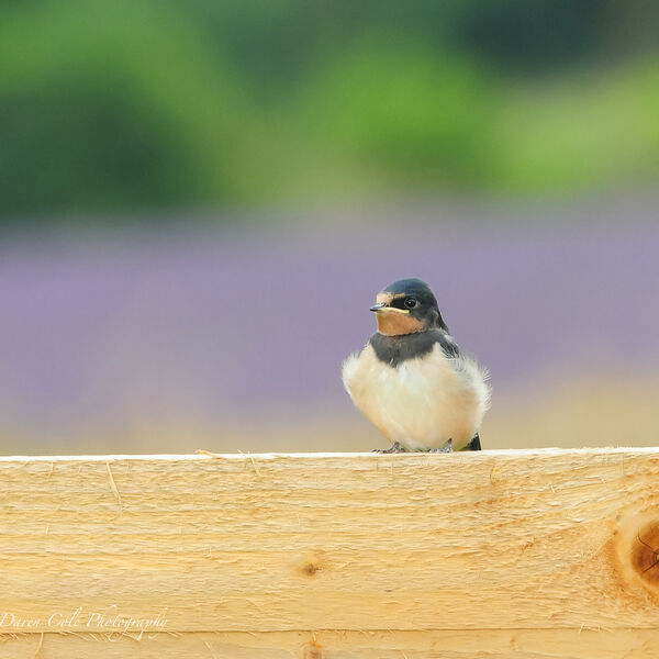 Swallow Fledgling 1