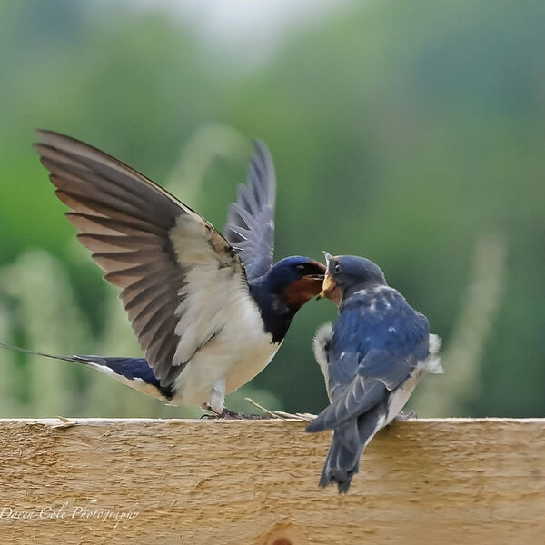 Swallow Fledgling 2