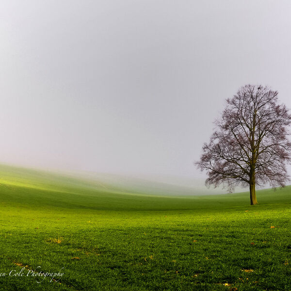 Tree in Mist Mk3-2