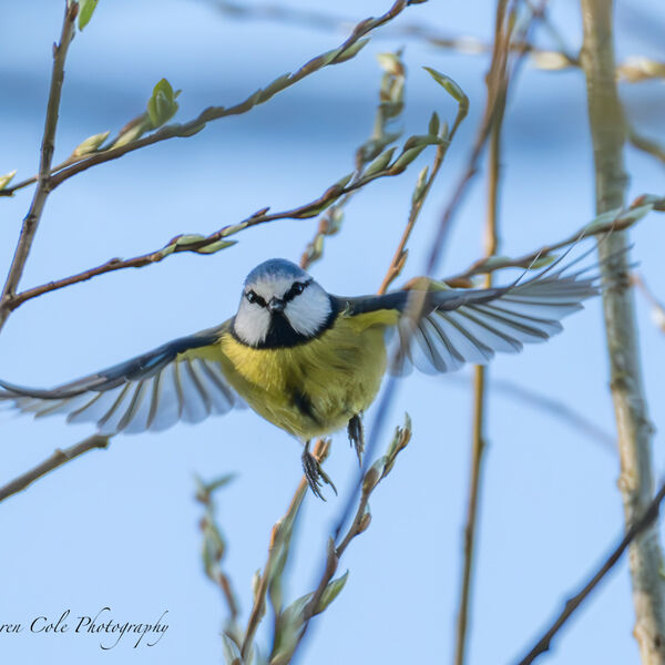 Blue Tit Take Off