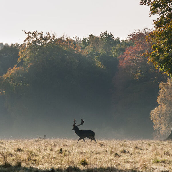 Autumn Stag