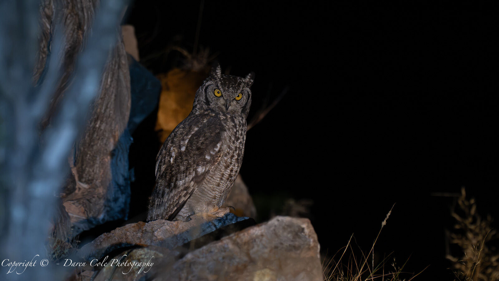 African Eagle Owl