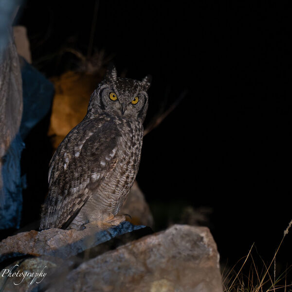 African Eagle Owl