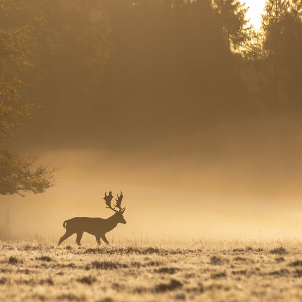 Backlit Stag