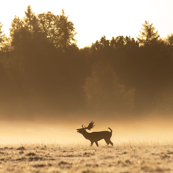 Stag Silhouette - Rut