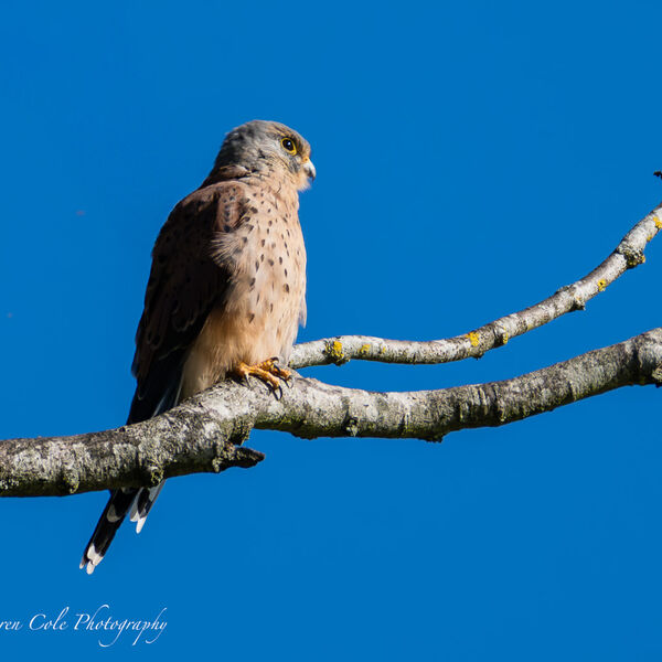 Kestrel on a branch in the sun
