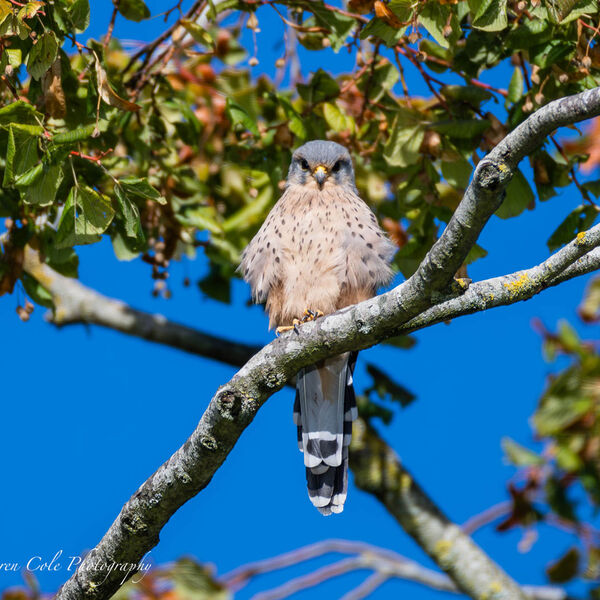 Kestrel on a branch in the sun