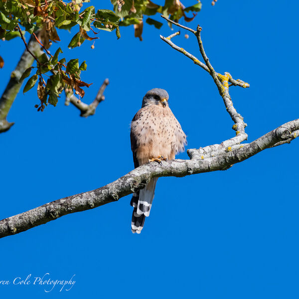 Kestrel on a branch in the sun