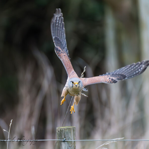 Kestrel in Flight