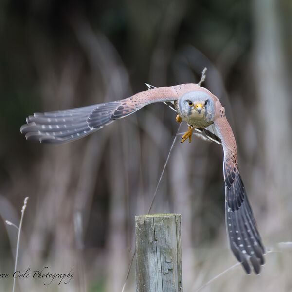 Kestrel in Flight