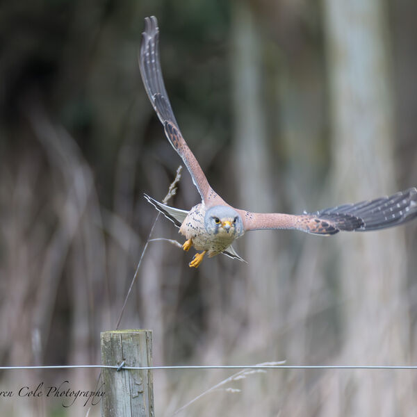Kestrel in Flight