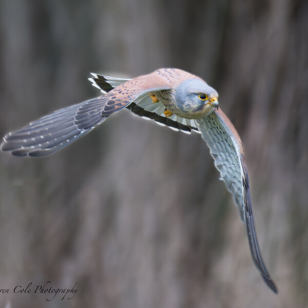 Kestrel in flight