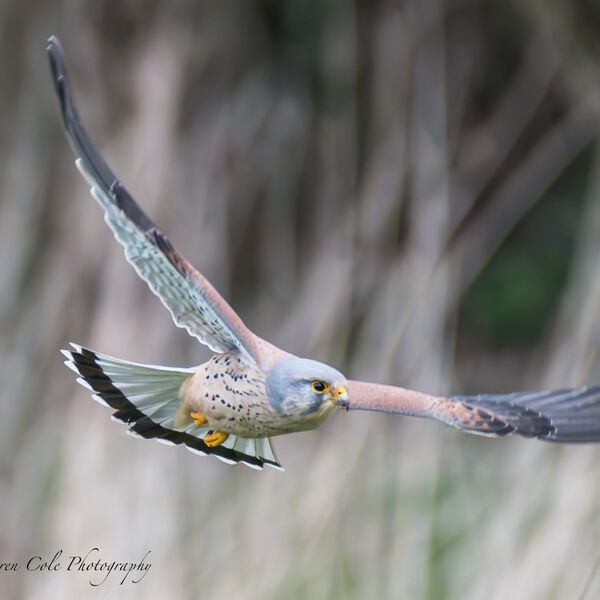Kestrel in Flight