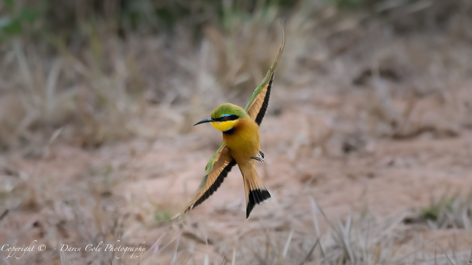 Bee Eater