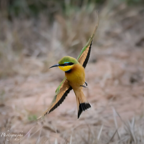 Bee Eater