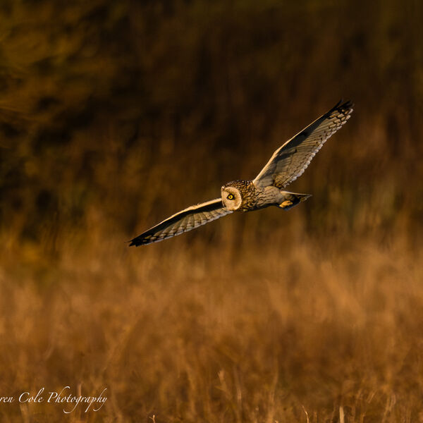 Short-Eared Owl hunting over grassland in evening sunset light