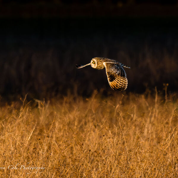 Short-Eared Owl hunting over grassland in evening sunset light