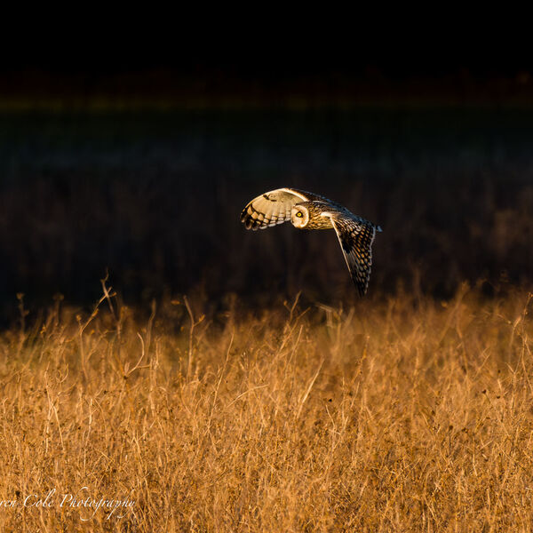 Short-Eared Owl hunting over grassland in evening sunset light